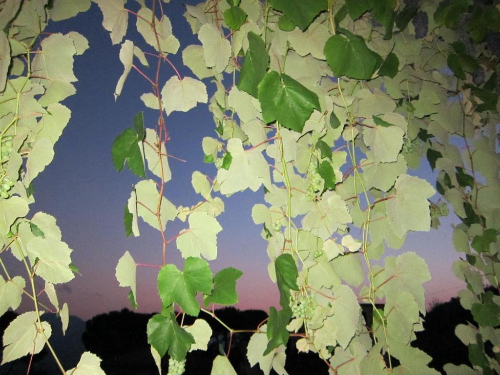 Bed and Breakfast Ligo Villanova d'Albenga Exterior foto
